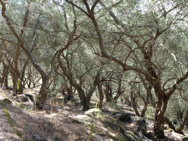 Olive trees