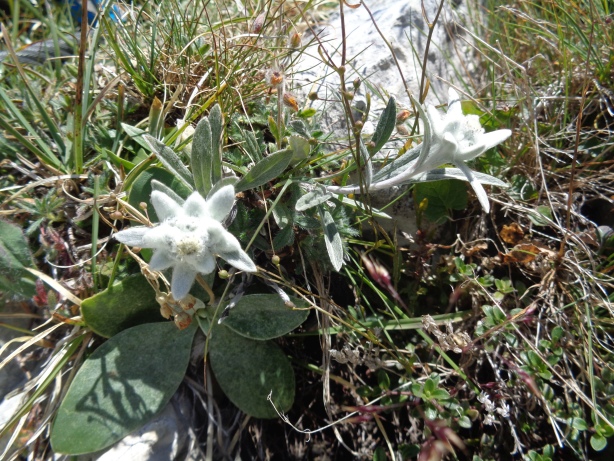 Edelweiss