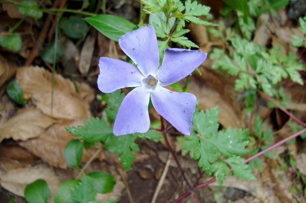 Grosses Immergrün / Vinca mayor