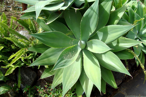 Schwanenhals-Agave