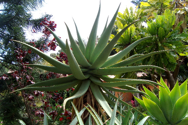 Echte Aloe / Aloe Vera