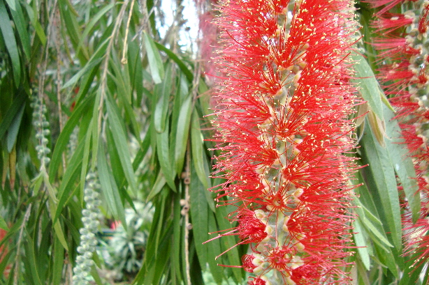 Zylinderputzer / Flaschenputzer / Pfeifenputzer