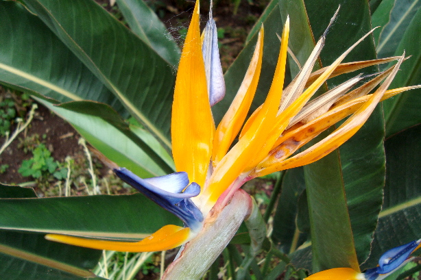 Paradiesvogelblume / Strelizie