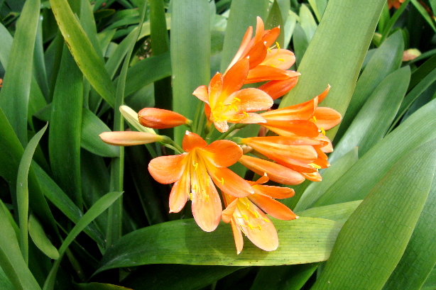 Kleine Klivie / Riemenblatt