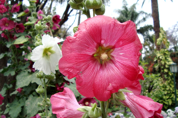 Hibiskus