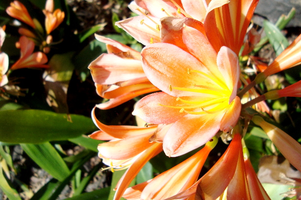 Kleine Klivie / Riemenblatt