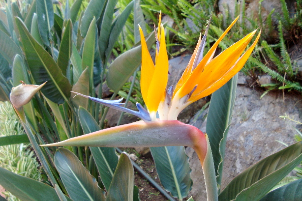 Paradiesvogelblume / Strelizie