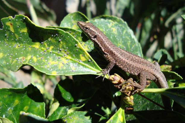 Madeira-Mauereidechse