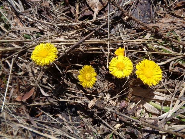 Huflattich - Tussilago farfara