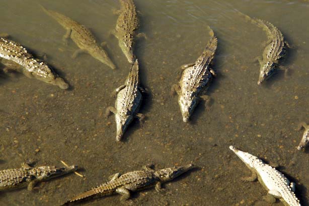 Krokodile im Tarcoles River