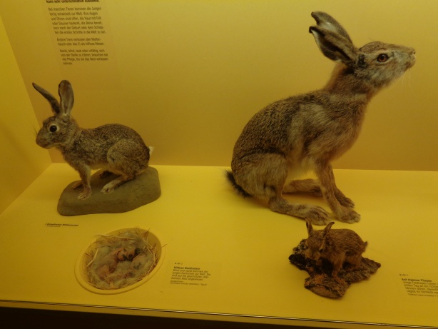 Rabbits