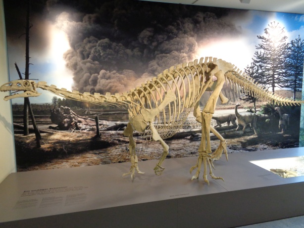 Skeleton of a dinosaur