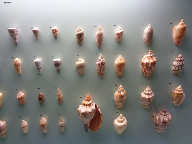 Shells