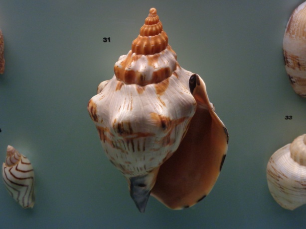 Callipara Festiva (East Africa)