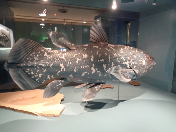 Latimeria (Quastenflosser)