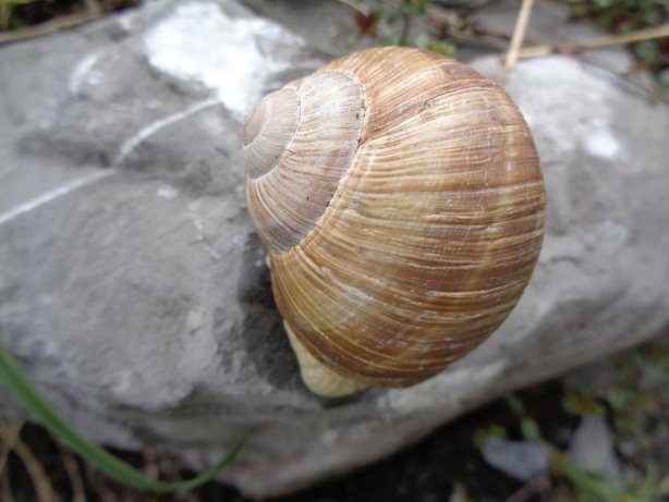 Schnecke