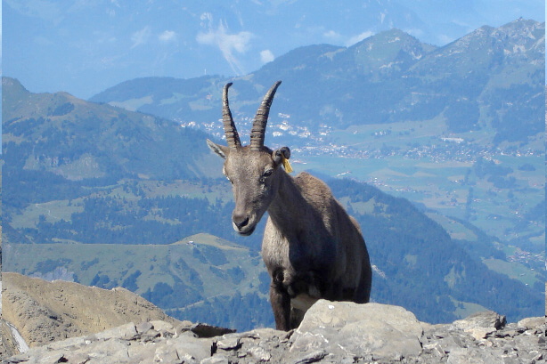 Ein Steinbock als Gipfelbegrüssung