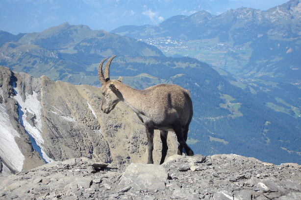 Steinbock