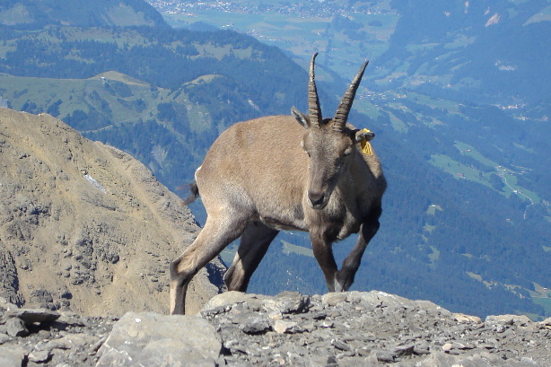 Der Steinbock steht auf