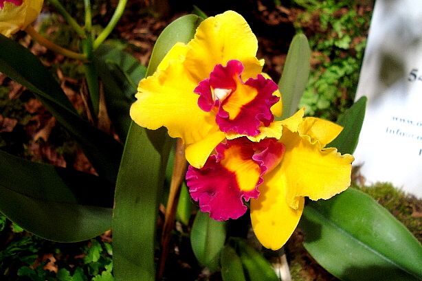 Cattleya Hybrid