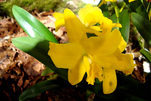 Laeliocattleya