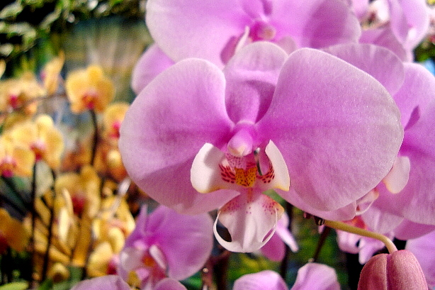 Phal. Schilleriana