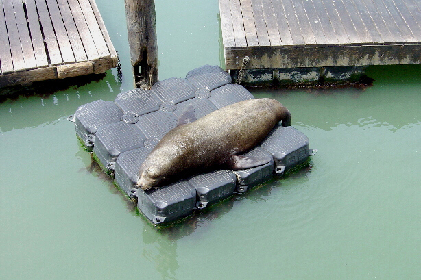 Die Seelöwen vom Pier 39