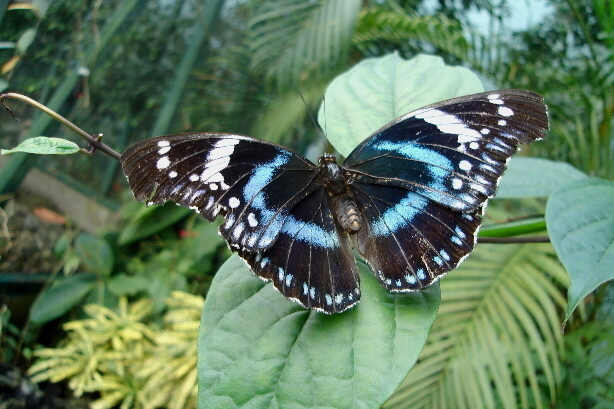 Grosse Eierfliege / Hypolimnas antevorta