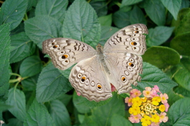 Afrikanischer Monarch