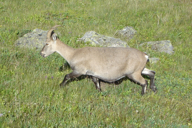 Steinbock