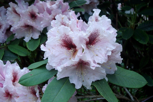 Rhododendron