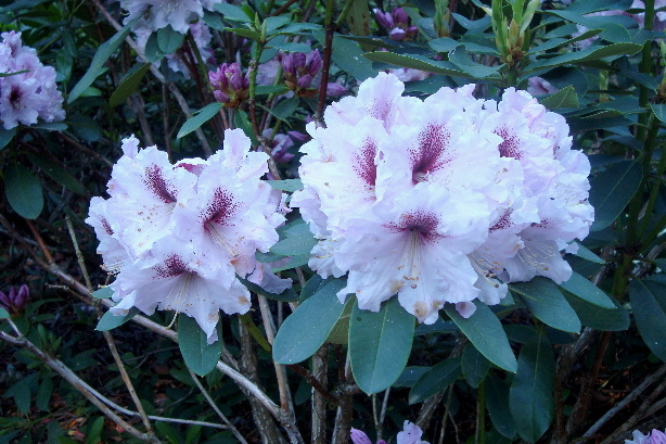 Rhododendron