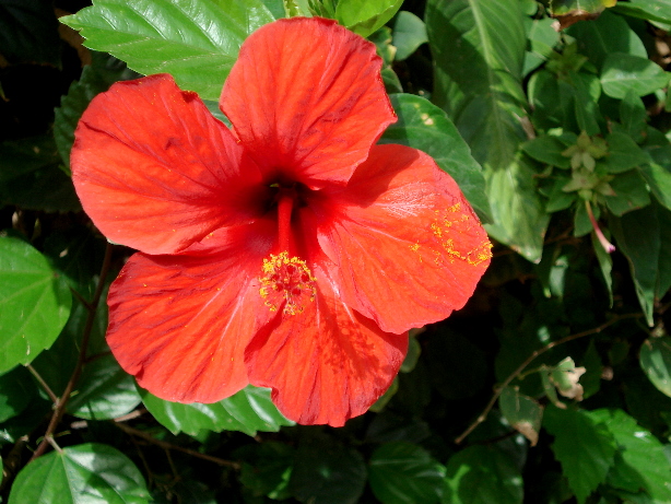 Hibiskus