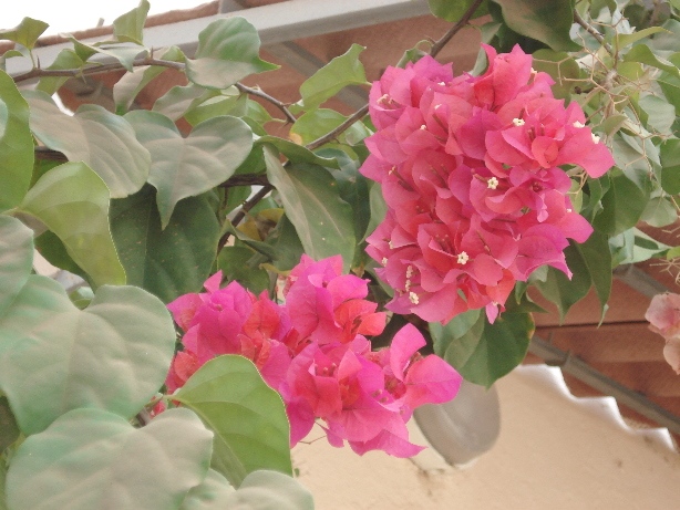 Bougainvillea