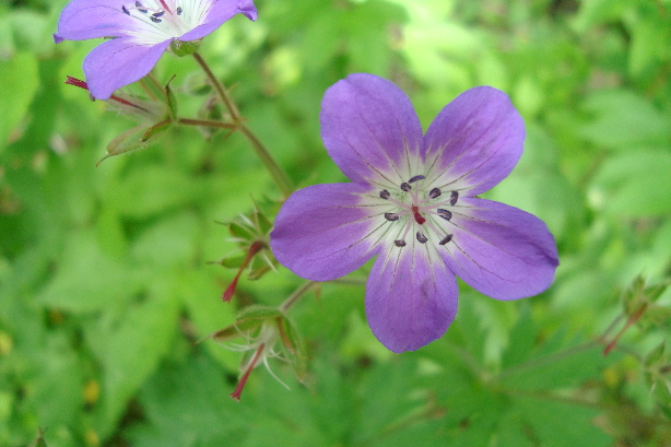 Storchenschnabel / Geraniaceae