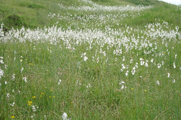 Wollgras / Eriophorum