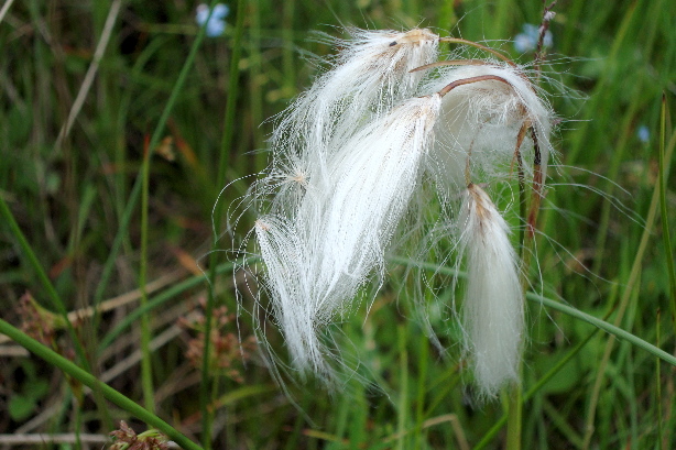 Wollgras / Eriophorum
