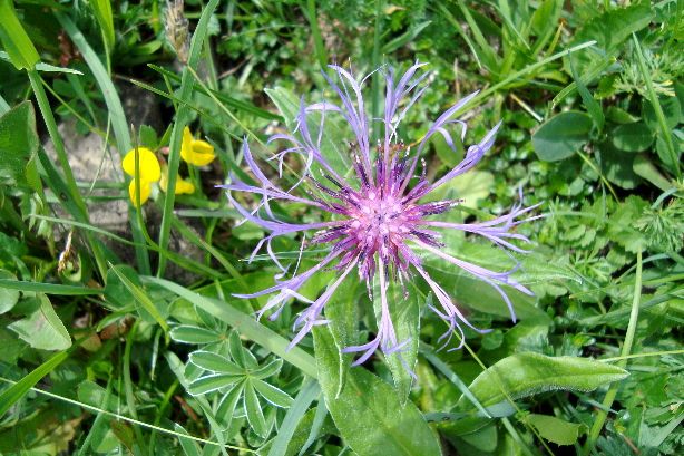 Berg-Flockenblume / Centaurea montana, Asteraceae