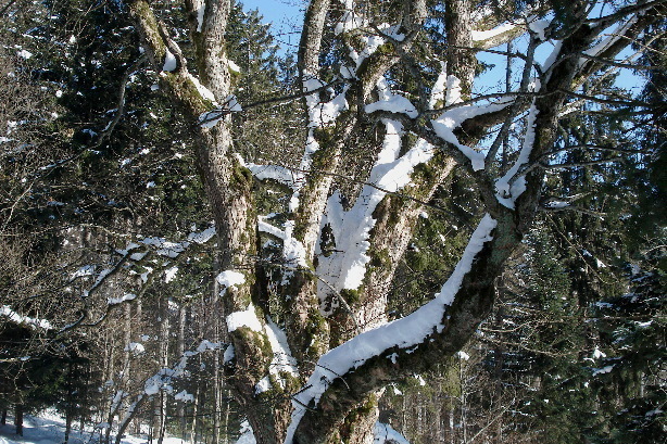 Der Gründungsahorn vom REHA-Zentrum