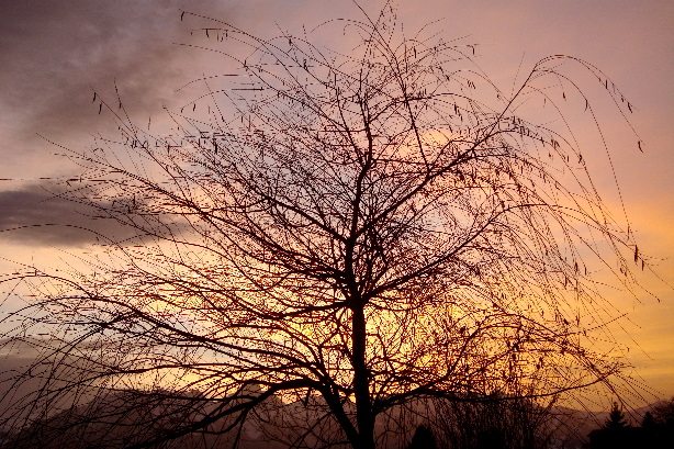 von Goldiwil, Obermatt