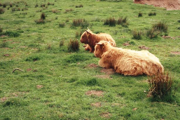 Schottische Hochlandrinder