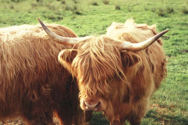 Schottische Hochlandrinder