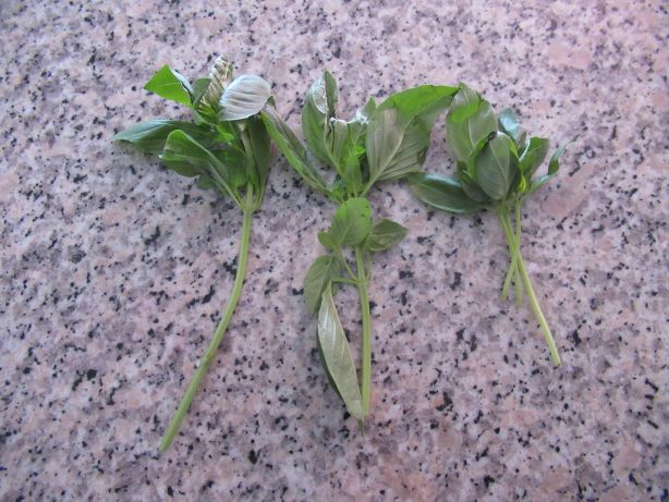 2 bis 3 Stängel Basilikum