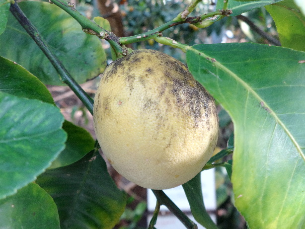 Bergamot Zitrone