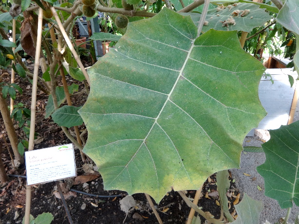 Lulo / Solanum quitoense
