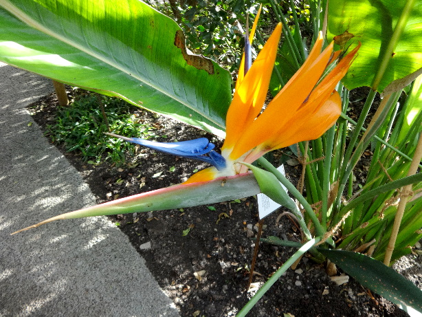 Paradiesvogelblume / Strelizie