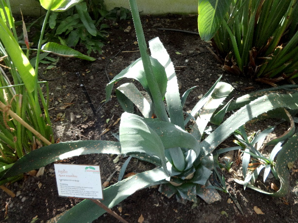 Agave