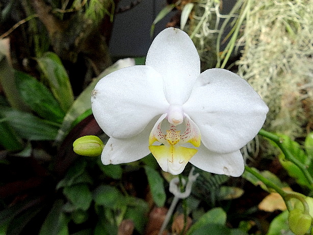 Orchidee
