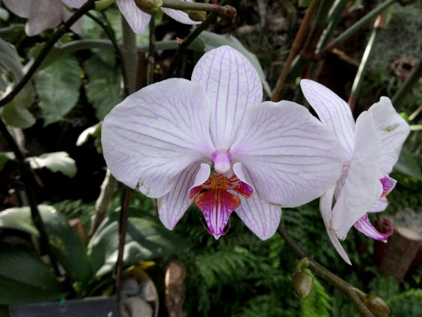 Orchidee