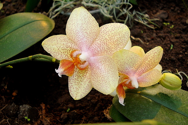 Orchideen
